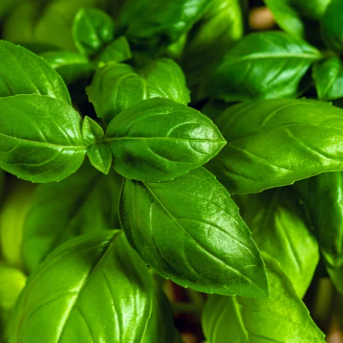 Basil